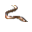 Eel